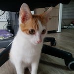 [냥이판episode2]두흔녀들과 세냥이 <b>story</b>-막둥이를 찾기위해