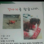 반려견을 잃어버렸습니다.