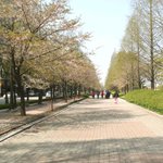 (스압)혼자 일산 호수공원 꽃축제 다녀왔어요.asky