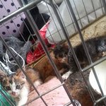 <b>오물</b>로 뒤덥힌 새끼고양이들 ..