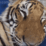 <b>라바</b>의 무서운 이야기52