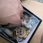 고양이를 주웠는데 너무 어려요 ㅠㅠ