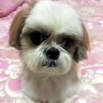 우리집 쩡쩡이 ㅋㅋ