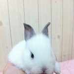 개토끼 솜이 :<b>d</b>