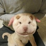 [샤페이] 코골이 김봉구 &amp; 아기고양이 왔어요 :)