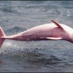 7- 세상에서 가장 신기한 <b>동물</b>들