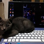 곰팡이 감염에 원충까지 3개월 고양이 "<b>라니</b>"