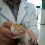 (창원)눈도못뜬 새끼고양이를 주웠어요