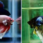 [물고기맘] 열대어키우기<b>베타</b>키우기tip