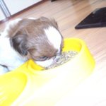 (시<b>츄</b>) #밤송이#매력에 빠져보세용