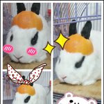 오렌지 <b>헬멧</b> 탑재한 울 토실이 ㅋㅋ