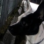 희<b>반</b>,<b>검반</b> 여울이를 소개합니다!2탄