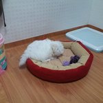 놀다보면 혼자 <b>흥분</b>하는데 진정시키기 힘들어요..ㅠㅠ
