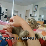 스코티쉬폴드  <b>미키</b> 이야기입니당~  ^^
