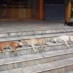 <b>팔자</b> 좋아보이는 강아지들