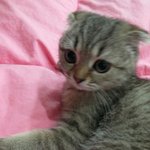 에궁~ 우리 미키 사진이 베스트에 올라있네요~~