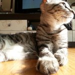 냥판) 지기지기 따<b>식이</b> 이야기, 6