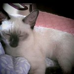 세쌍<b>둥이</b>네 고양이 밍크 ^^