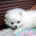 저희 집 귀염둥이 레미를 소개합니닿ㅎㅎㅎ