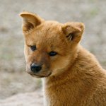 [감동 스토리] <b>복날</b> 미친 개