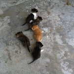 아기냥이 분양받으실분(강원 <b>양양</b>)