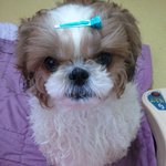 내눈에는 세상에서 젤이쁜 우리<b>몽이</b>!