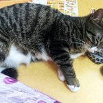 ＆＆＆＆＆＆우리집 <b>애교</b>쟁이 냥이 감자＆＆＆＆＆＆