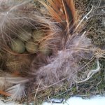 후기) 우체통에 새가 알을 낳았어요 <b>part</b>.2