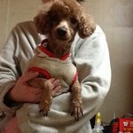 다시 불안한 <b>처지</b>..허탈한 .. 입양