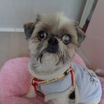 아픈몸을 안고..길바닥에.. <b>입양</b>