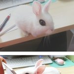 강아지 같은 이상한 토끼