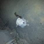 안산공단에버려진듯한 어린 백구