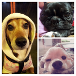 [사진有] 악마견 키우느라 고생이 많으시죠?