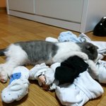 스코티쉬<b>폴드</b> 개냥이  "도춘봉"  입니다.