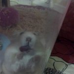 <b>햄스터</b>가이상해요