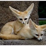 8- 사막에 사는 동물들!