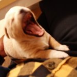 추가)발바리혼합믹스견내똥개 3탄(마지막)