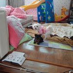 가족을찾습니다대전말티즈강아지를찾습니다