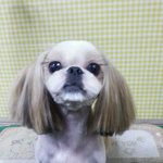 서울시강남구대치동 <b>시츄</b>를 찾습니다.