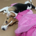 14탄) 꽃보다 야<b>롱이</b>