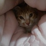 다중이<b>양양</b>이의 일상