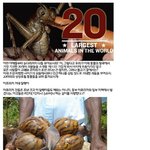 ( 이럴수가 ) 거대한 동물 <b>종류</b>들