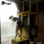 고양이 궁둥이로 연주하는 <b>학교종이</b> 땡땡땡