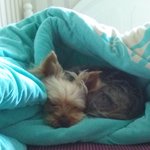 (후기,추가) <b>미미</b>를 찾습니다!!!!<b>미미</b>찾았어요!!!ㅠㅠㅠㅠ