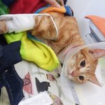 엄마잃은 길냥이와 아가들 잃은 길냥이 나비