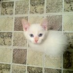 천방지축 말괄냥~