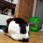 [냥판] 대두김용배의 생존보고서