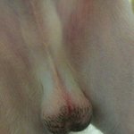 꼭봐주세요강아지를미용시켯는데...