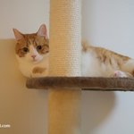 은둔형 고양이들(유봉이네판)