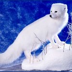 9- 북극에 사는 <b>동물</b>들